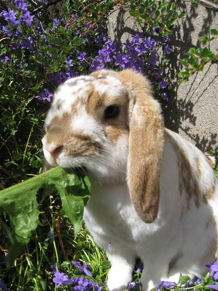 Kanin Pusling  RIP billede 13