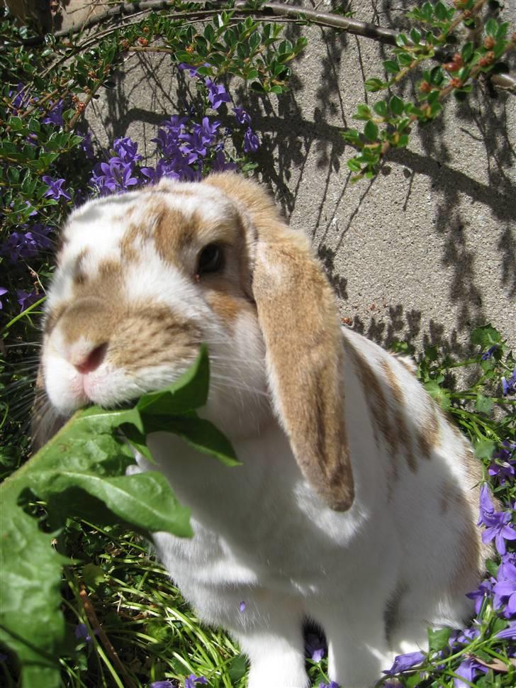 Kanin Pusling  RIP billede 14