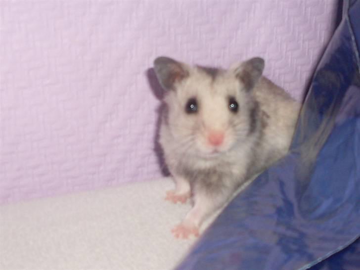Hamster Felix (R.I.P.) billede 3