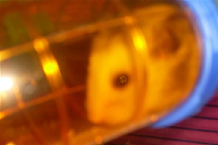 Hamster Felix (R.I.P.) billede 4