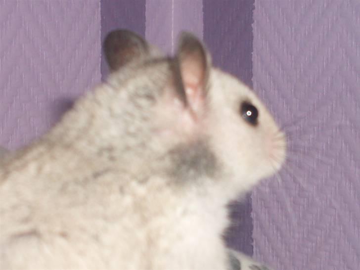 Hamster Felix (R.I.P.) billede 5