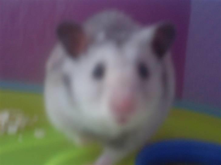 Hamster Felix (R.I.P.) billede 6