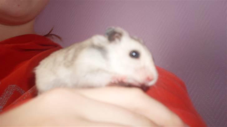 Hamster Felix (R.I.P.) billede 7