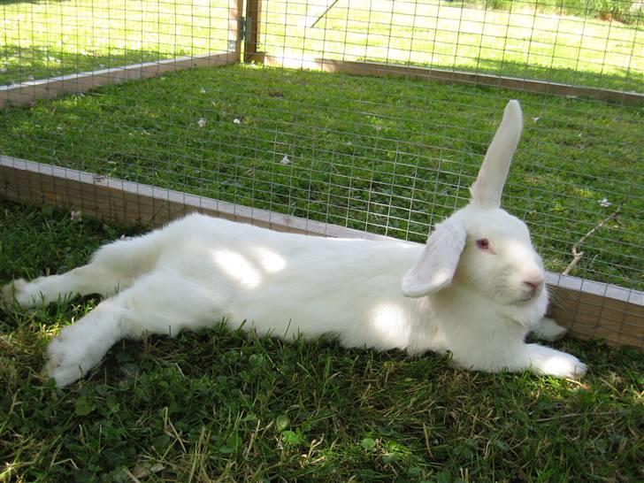 Kanin Mira billede 9