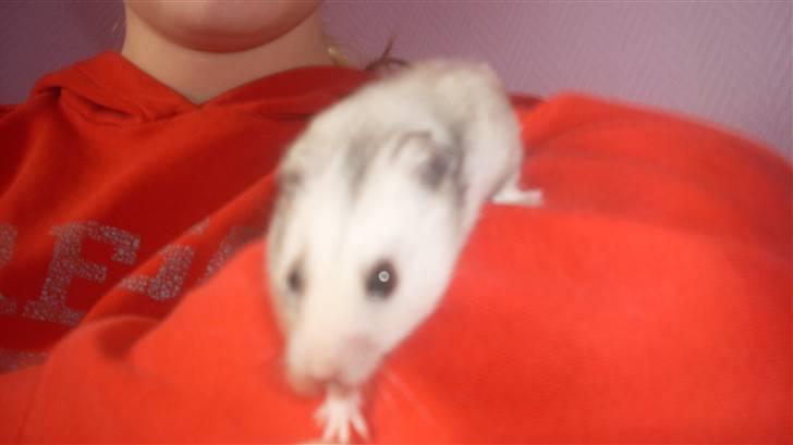 Hamster Felix (R.I.P.) billede 8