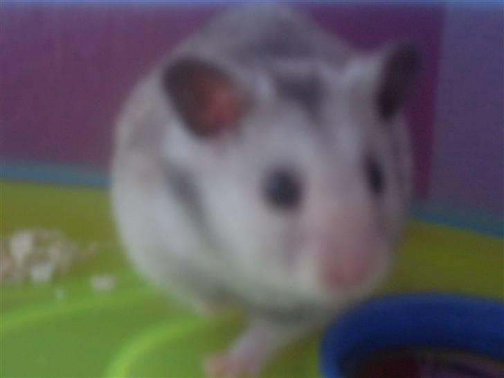 Hamster Felix (R.I.P.) billede 9
