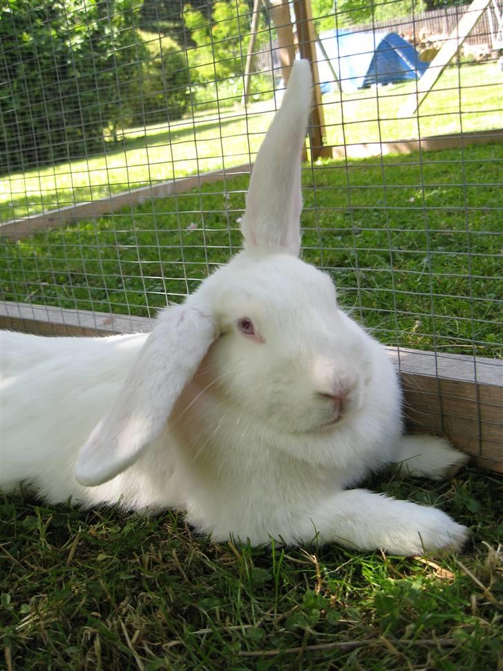 Kanin Mira billede 10