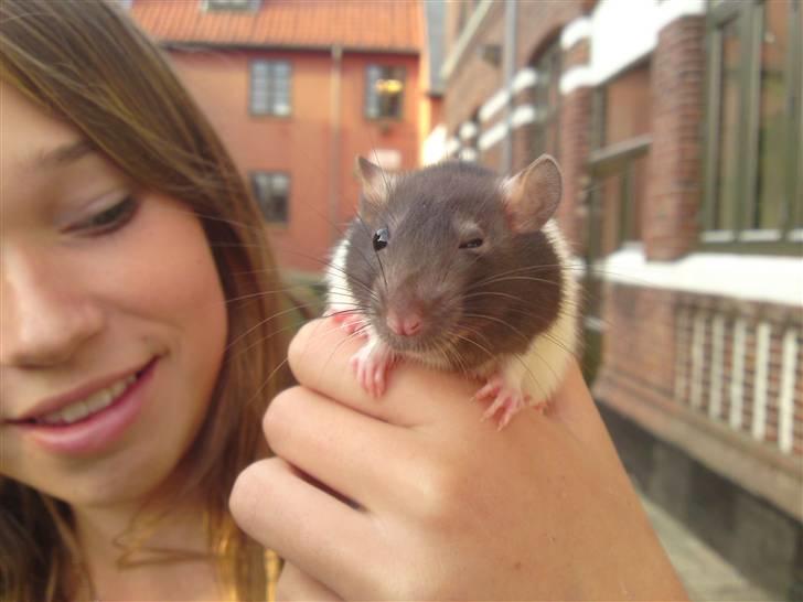 Tamrotte Tikka-Tøsen!<'3 billede 1