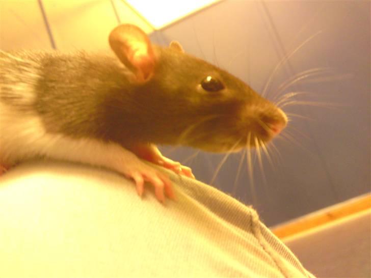 Tamrotte Tikka-Tøsen!<'3 billede 2