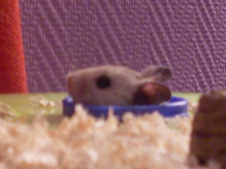 Hamster Felix (R.I.P.) billede 10