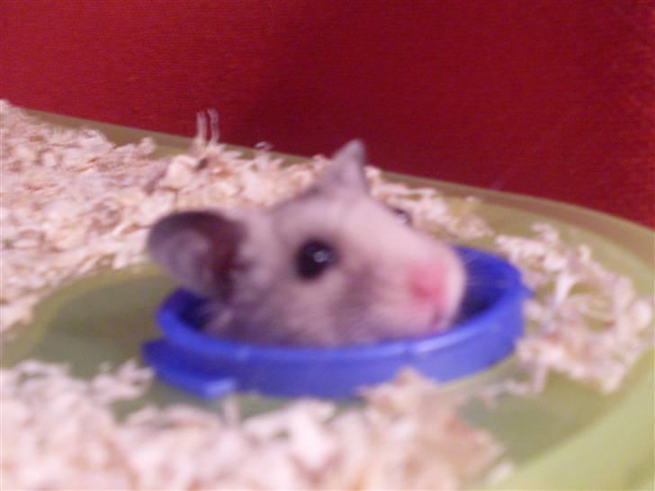 Hamster Felix (R.I.P.) billede 11