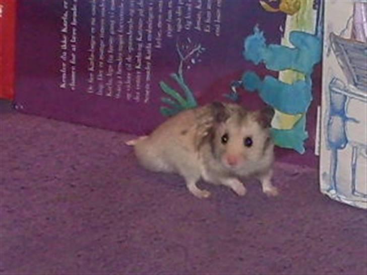 Hamster Felix (R.I.P.) billede 12
