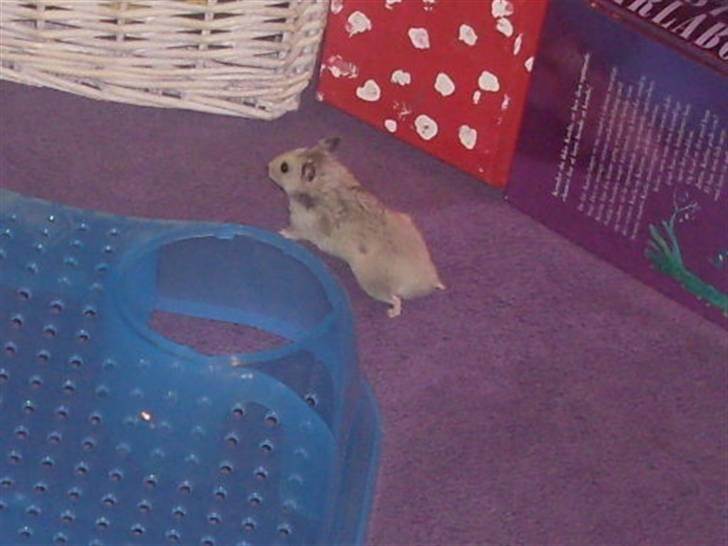 Hamster Felix (R.I.P.) billede 14