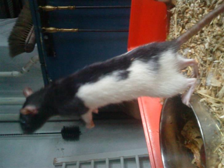 Tamrotte Tikka-Tøsen!<'3 billede 3