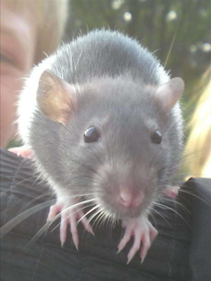 Tamrotte Tikka-Tøsen!<'3 billede 4