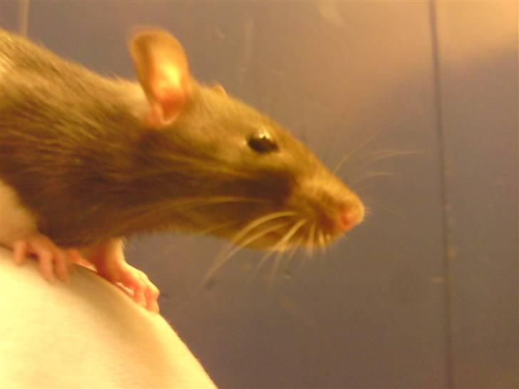 Tamrotte Tikka-Tøsen!<'3 billede 5