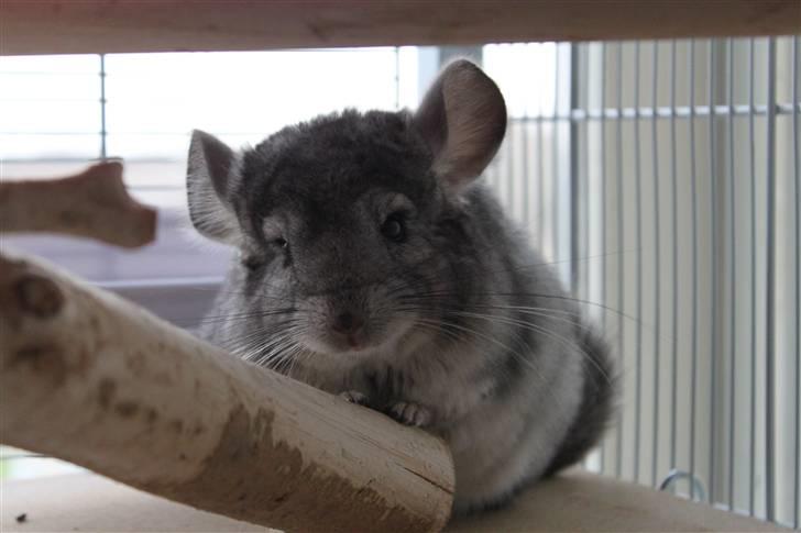 Chinchilla Groggi ! - Velkommen til skønhedens profil :)   -ab foto. billede 1