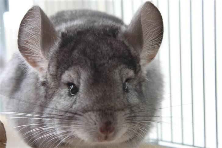 Chinchilla Groggi ! - så nuttet han er i;i; -ab foto. billede 2