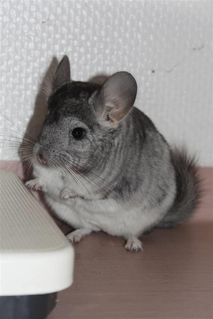 Chinchilla Groggi ! - nuttie dreng, på to ben ;D -ab foto. billede 4