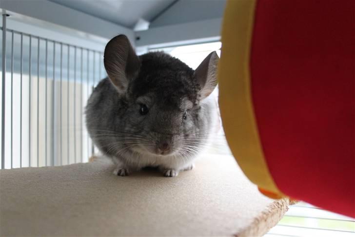 Chinchilla Groggi ! - ved siden af hængekøjen d;´ ab foto. billede 5