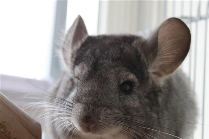 Chinchilla Groggi ! - tæt på (´: ab foto. billede 6