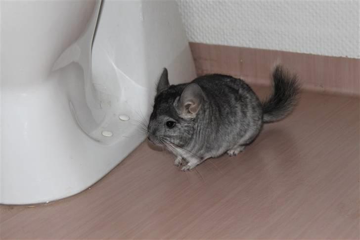 Chinchilla Groggi ! - løber ude på badeværelset :D! ab-foto. billede 7