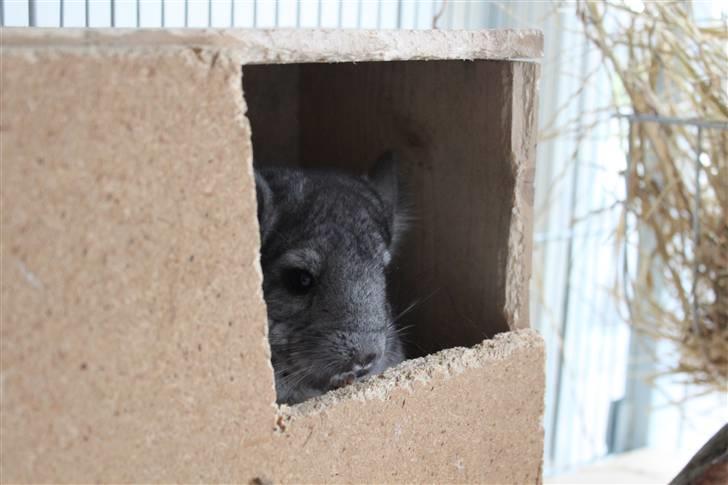 Chinchilla Groggi ! - kigger ud af det lille hus xD. ab-foto. billede 8