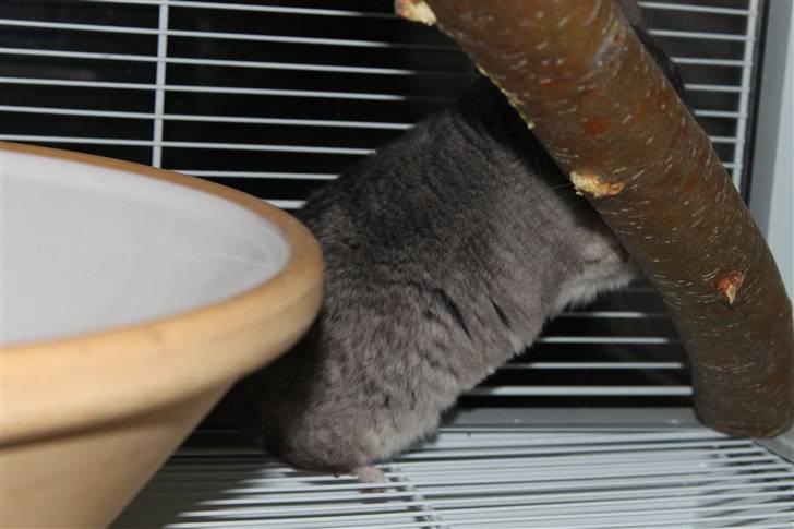 Chinchilla Groggi ! - Tak for besøget :) Læg en bedømmelse ... -ab foto. billede 9