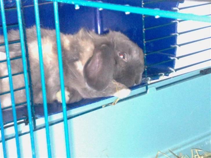 Kanin Mumle *død*  - Mumle nyder at slappe af på køjen. Yndlings soveplads :-) billede 19