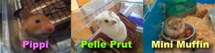 Dværghamster Pelle Prut - Tak fordi i kiggede forbi :) billede 11