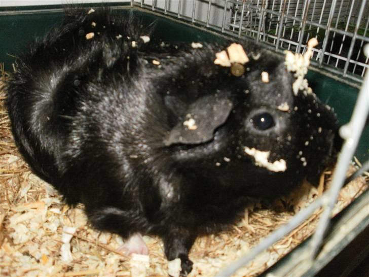 Marsvin Pjuske billede 9