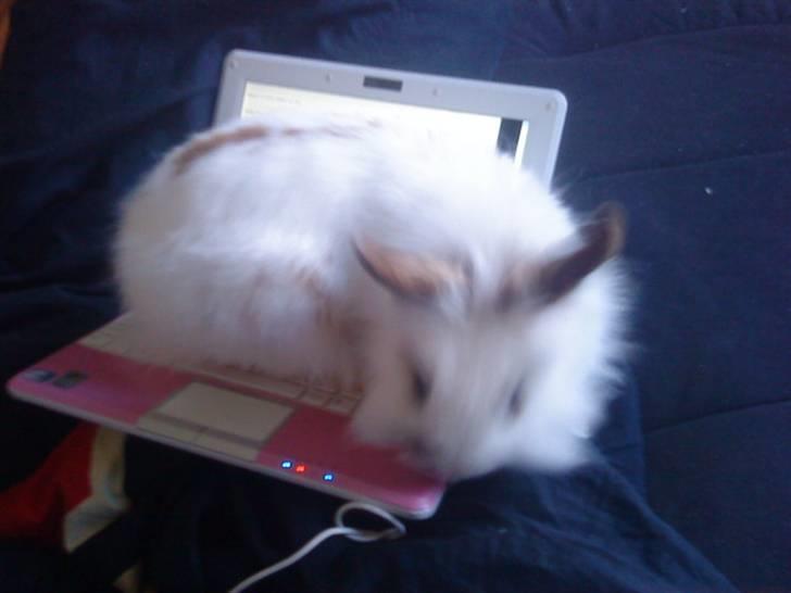 Kanin Guldmann's Sheba billede 1