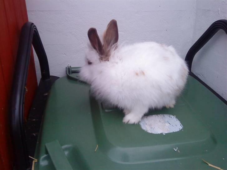 Kanin Guldmann's Sheba billede 2