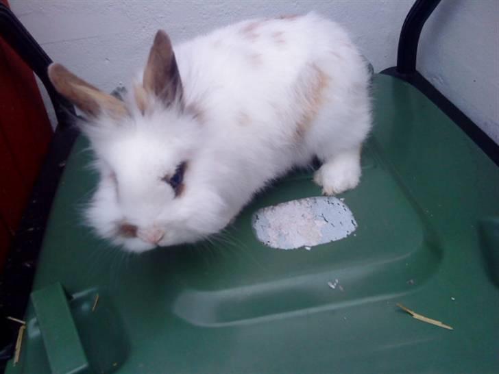 Kanin Guldmann's Sheba billede 3