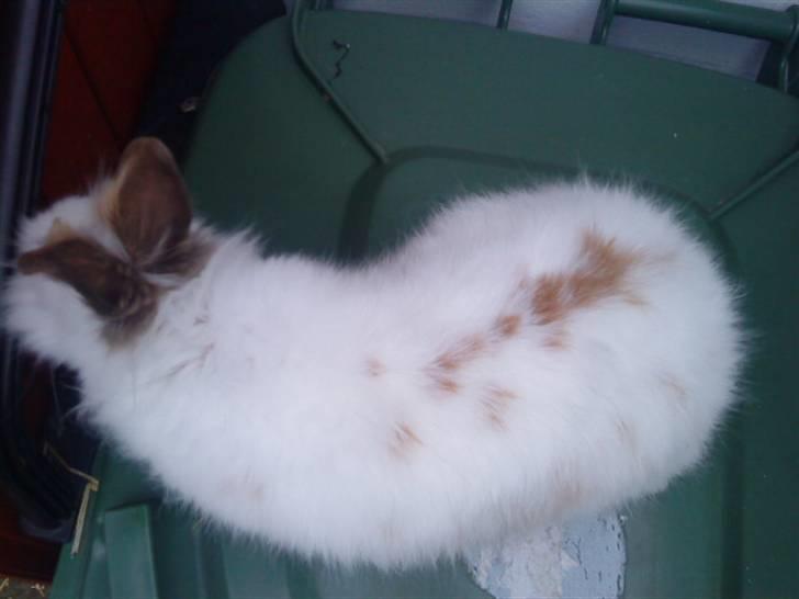 Kanin Guldmann's Sheba billede 4