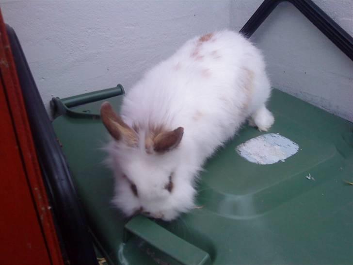 Kanin Guldmann's Sheba billede 5