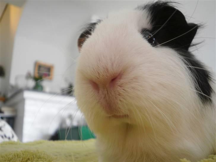 Marsvin Nille billede 1