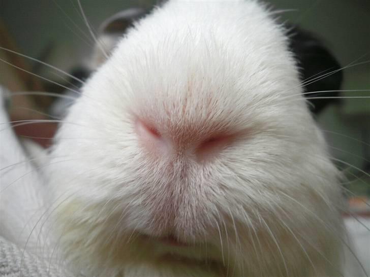 Marsvin Nille billede 2