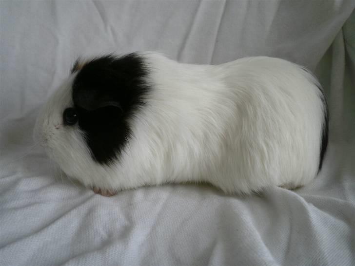 Marsvin Nille billede 3