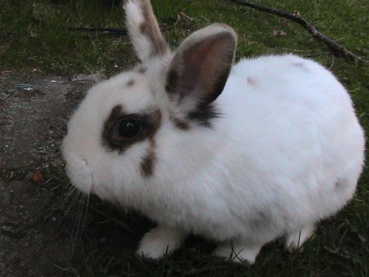 Kanin Nuga *HVOR ER HUN?!!?* billede 1