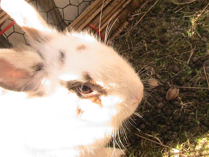 Kanin Nuga *HVOR ER HUN?!!?* billede 2