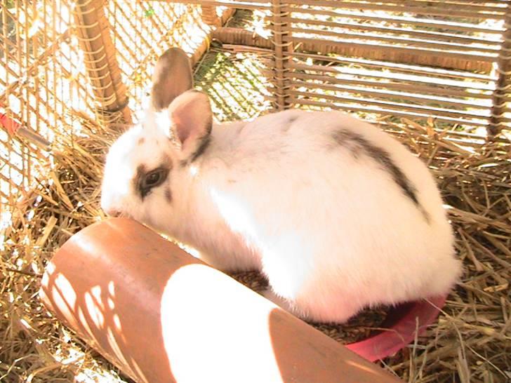 Kanin Nuga *HVOR ER HUN?!!?* billede 3