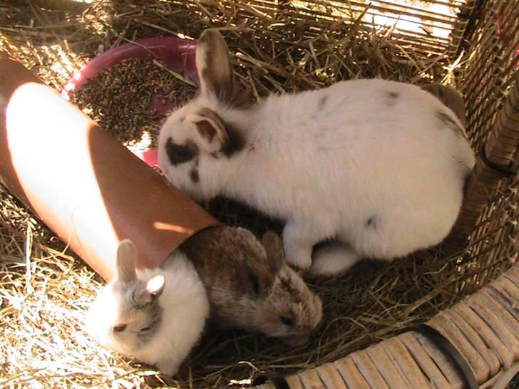 Kanin Nuga *HVOR ER HUN?!!?* - Nuga, Peanut og Pistacie billede 4