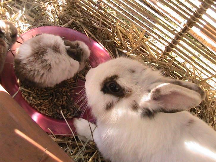 Kanin Nuga *HVOR ER HUN?!!?* - Nuga og Zoe billede 5