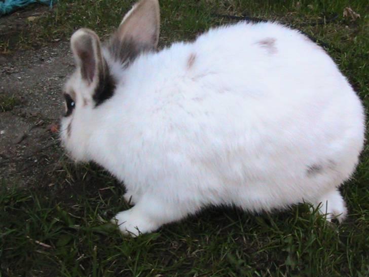 Kanin Nuga *HVOR ER HUN?!!?* billede 6