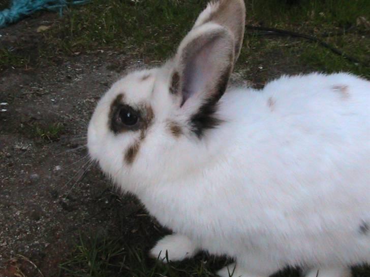 Kanin Nuga *HVOR ER HUN?!!?* billede 7