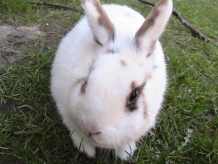 Kanin Nuga *HVOR ER HUN?!!?* billede 8