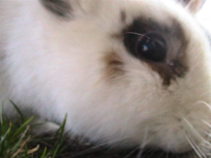 Kanin Nuga *HVOR ER HUN?!!?* billede 9