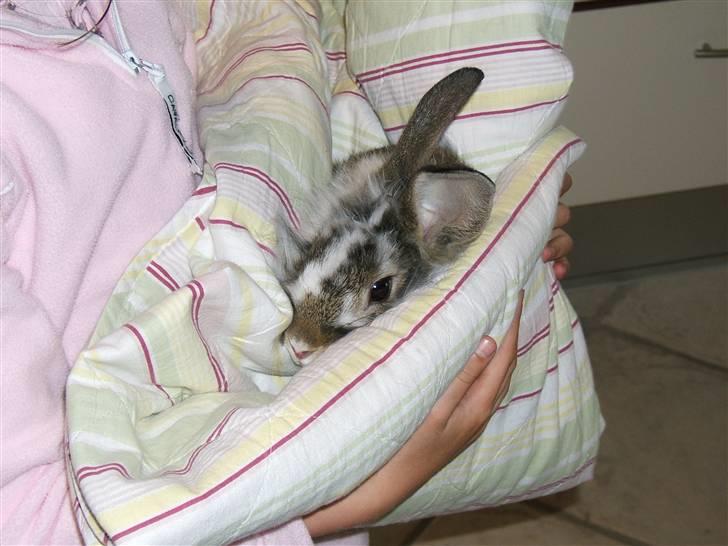 Kanin futte billede 2