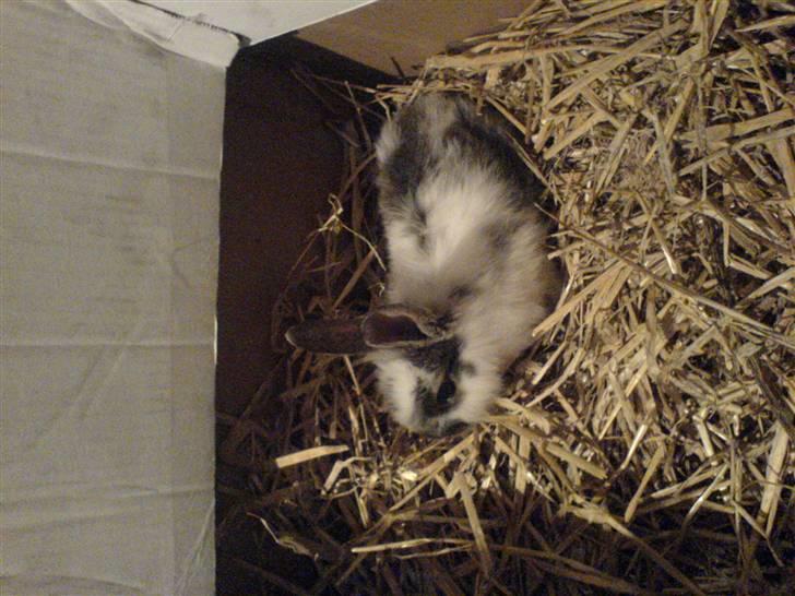 Kanin futte billede 3